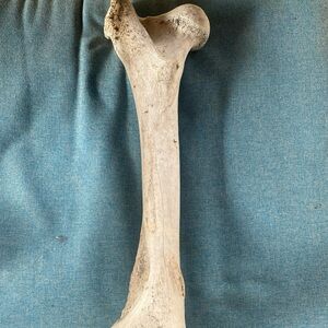 Big Cow Bone - 16” - Dinosaur Bone Treat! Bovine Femur Taxidermy Oddities